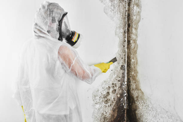 Best Industrial Mold Remediation in Union, MS