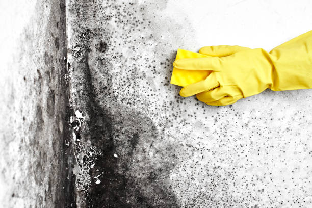 Best Attic Mold Remediation in Union, MS