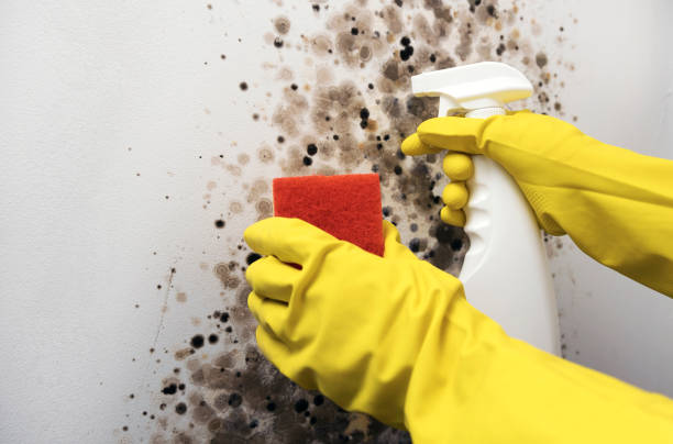 Trusted Union, MS Mold Remediation Experts