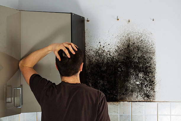 Best Commercial Mold Remediation in Union, MS