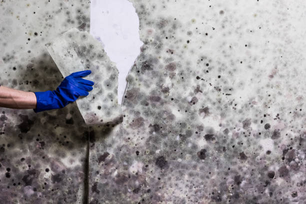 Best White Mold Remediation in Union, MS